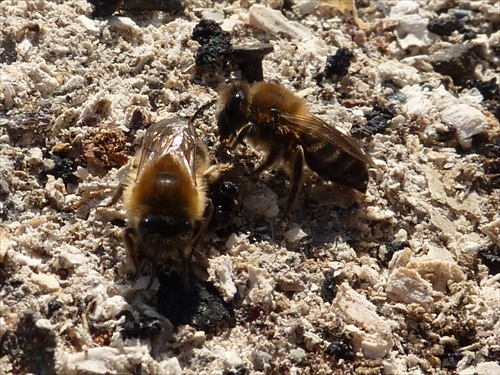 Včely v popole