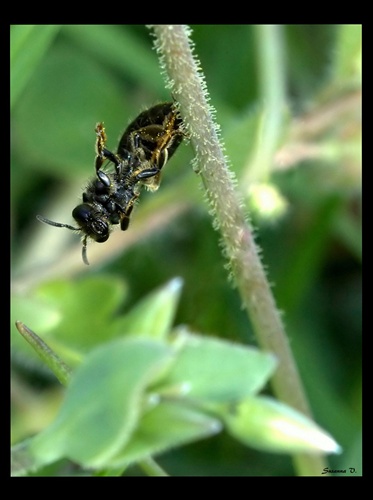 Včela - artista