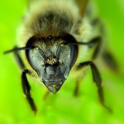 Včela - pohľad zoči voči