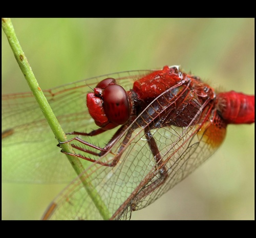 Vážka červená - detail