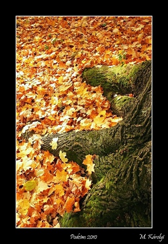 Podzim - kmen stromu