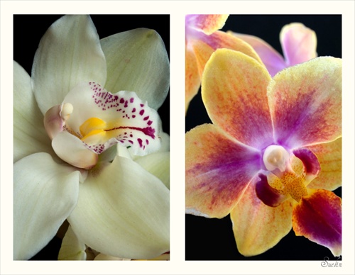 Koláž z orchideí