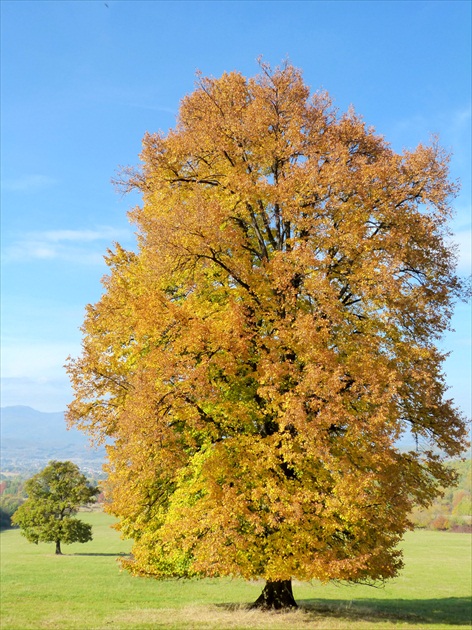 jesenný pán strom