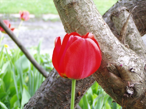 ,,agresívny" tulipán