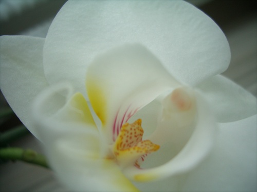 biela orchideja