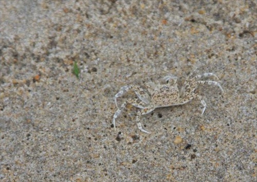 piesočný krab