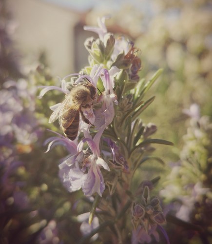 Včielka na rozmaríne