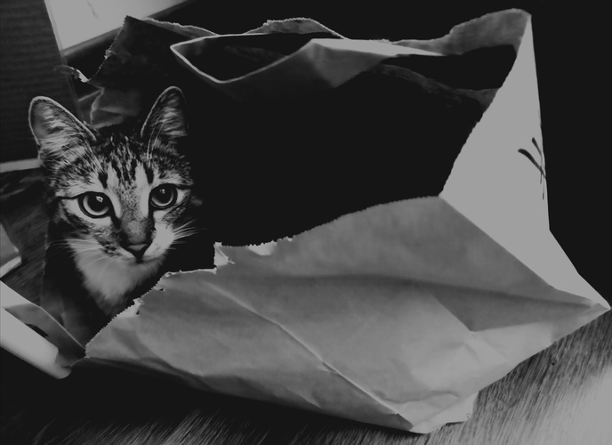 Kočička v taške 😸