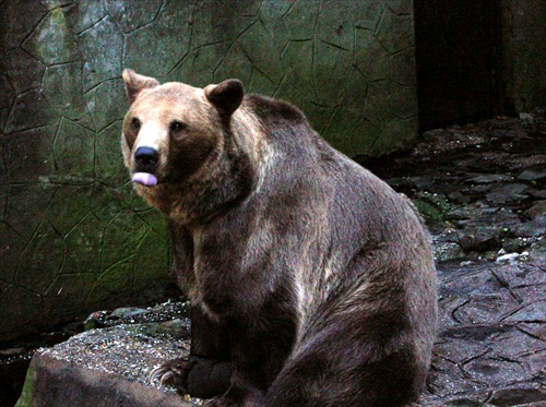 Medved sa oblizuje