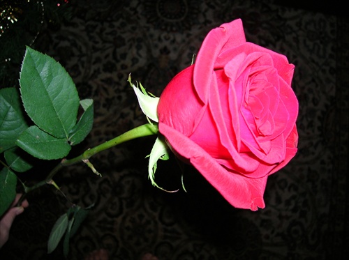 červená ruža