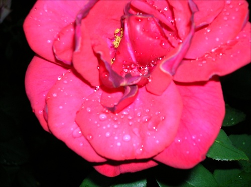Ruza s rosou