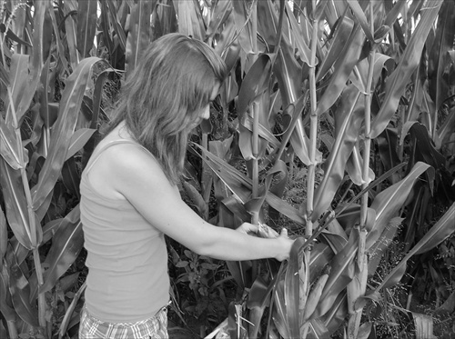 Dievča v kukuričnom poli