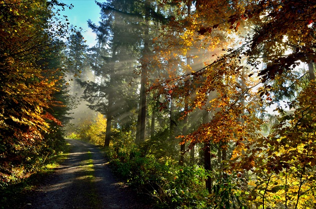 Rozžiarený jesenný les