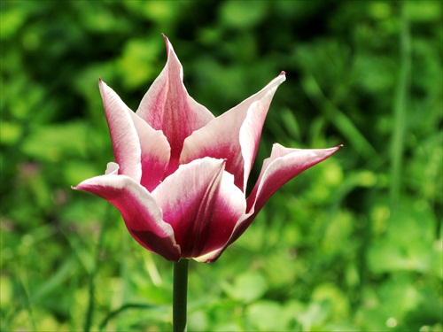 Jeden tulipánik z "mojej záhradky"