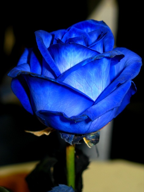 Živá modrá ruža