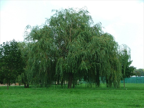 Vrba