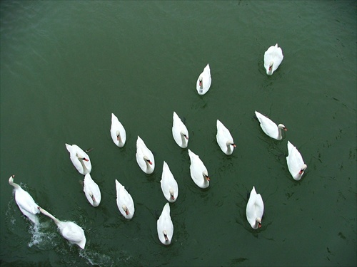 Labutia flotila