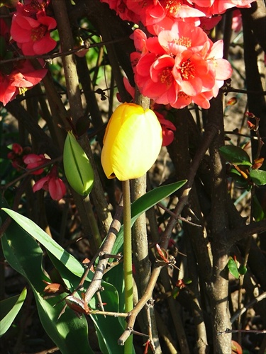 Tulipan