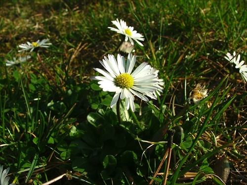 Margaretka