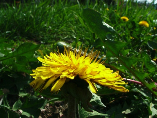 Pupava