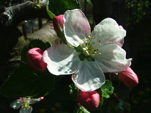 Kvet jablone