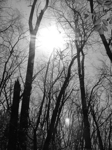 Slnko medzi stromami