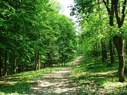 Cesta v lese