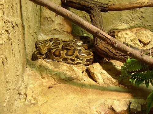 Zverina 1