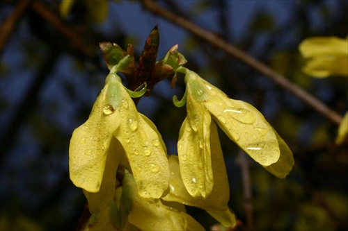 Zlatý dážď po daždi