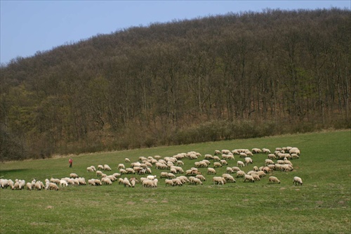Pásli ovce valasi