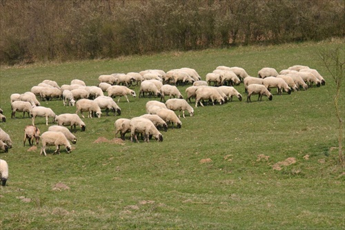 Pásli ovce valasi 2