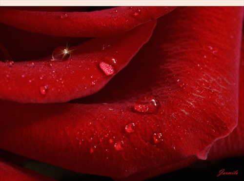 červené pery ruže