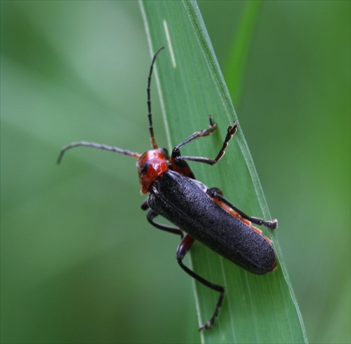 Cantharis flavilabris (snehuľčík)