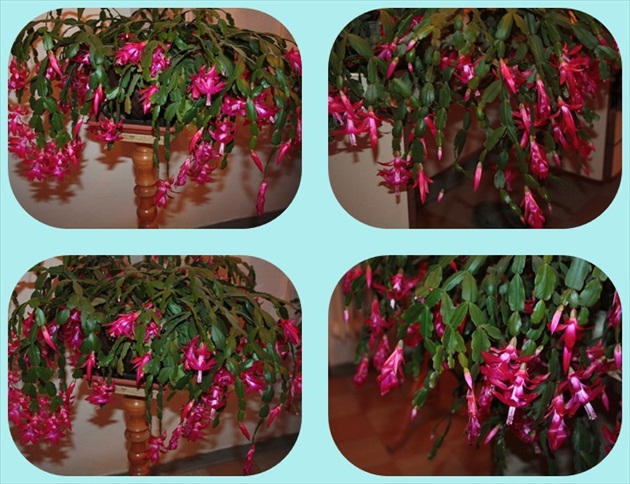 zakvitnuté Vianočné kaktusy pre potešenie oka