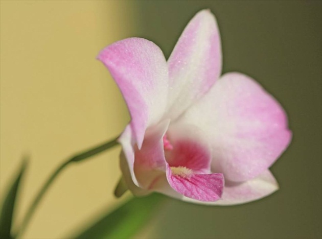 moja prvá doma dopestovaná orchidea z výhonku :-)