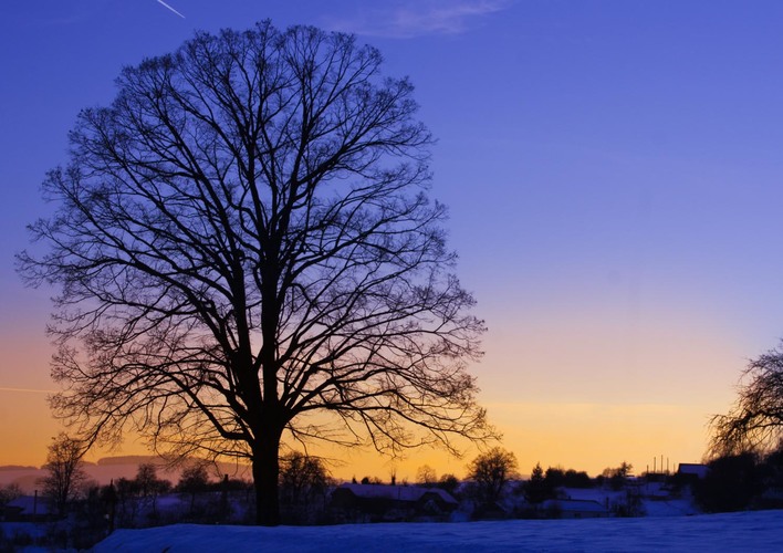 strom pri západe slnka