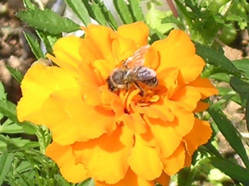 Aksamietnica s včielkou