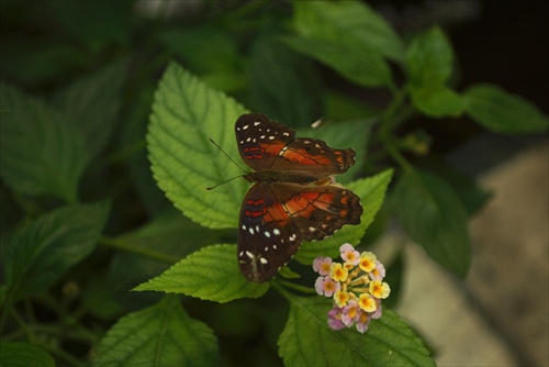 Motýl na výstave v Botanickej záhrade 2