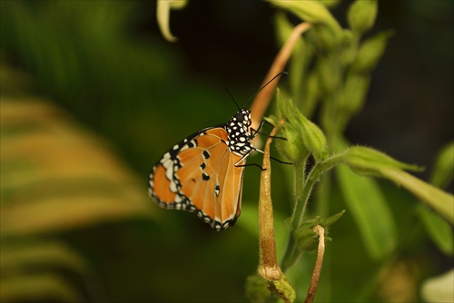 Motýl na výstave v Botanickej záhrade