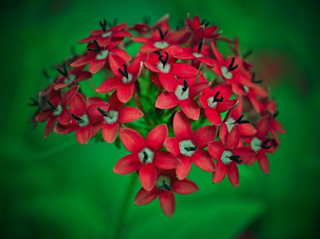 Ixora