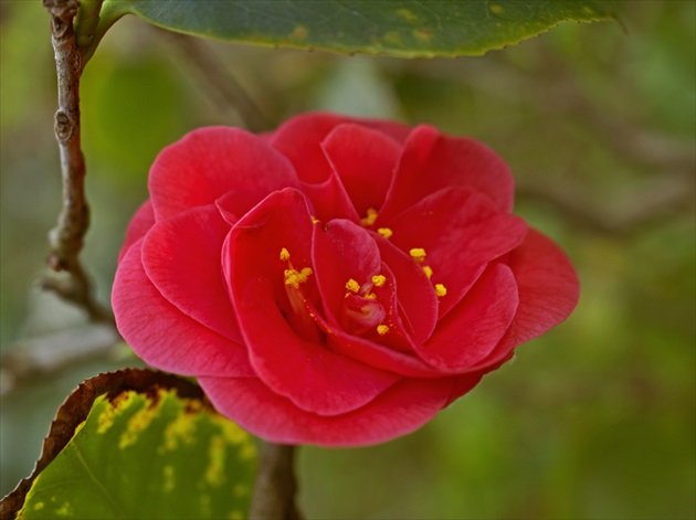 Camelia