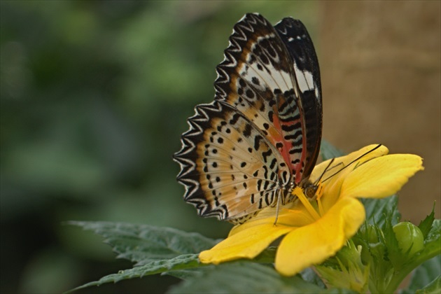 Motýľ  na kvete