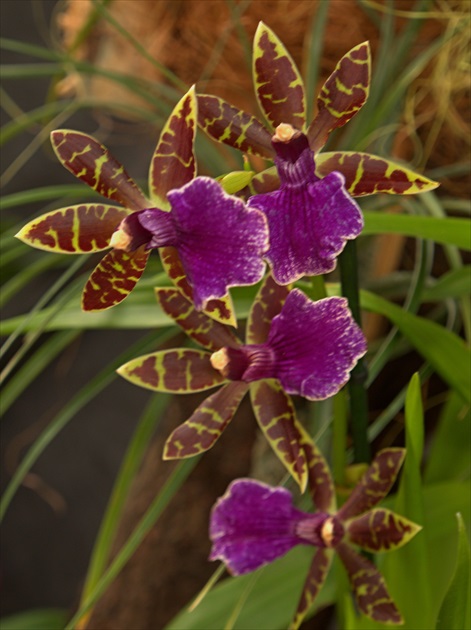 Orchidey