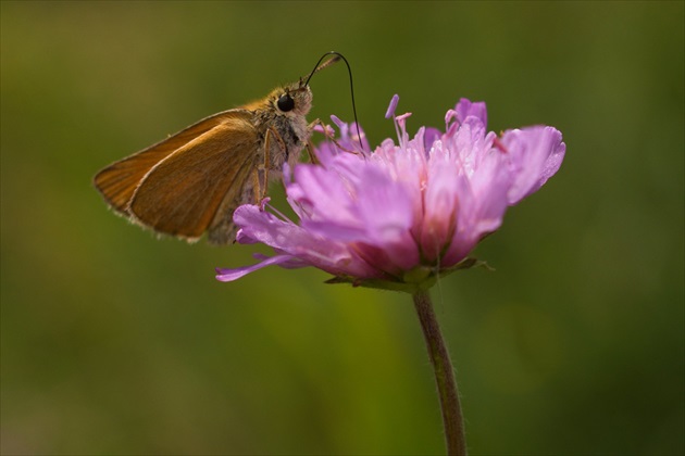 Súmračník hrdzavý