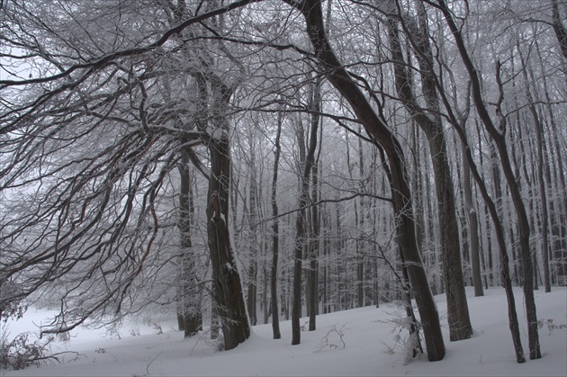 Stromy v objatí zimy