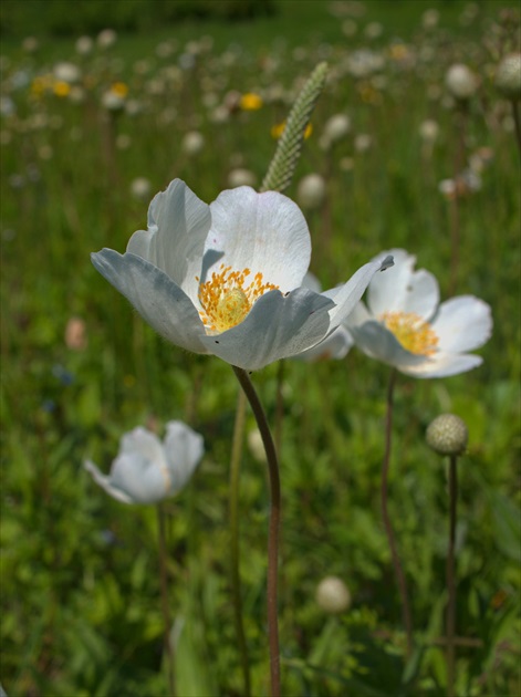 Veternica  lesná