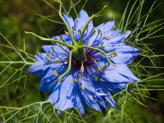 Černuška domašská/Nigella domascena