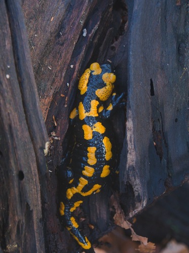 Salamandra  škvrnitá