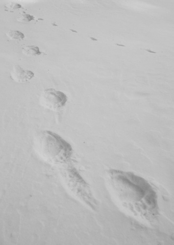 Po medvedích  stopách 👣