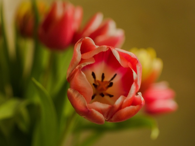 Tulipán